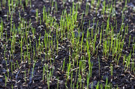seed growing grass